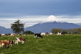 Osorno - Temuco