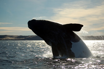 Río Gallegos - Puerto Madryn