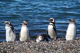 Puerto Madryn - Río Gallegos